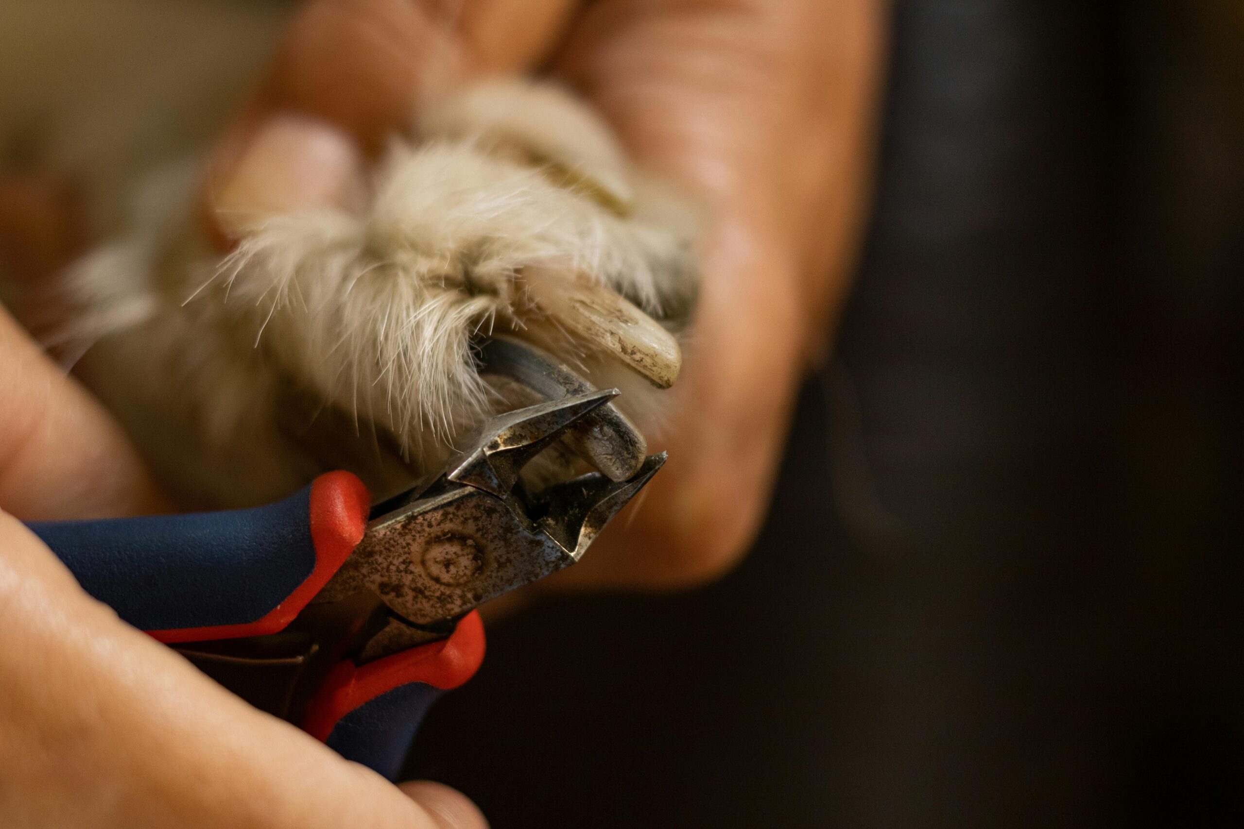 Cuidados essenciais ao cortar unhas dos pets